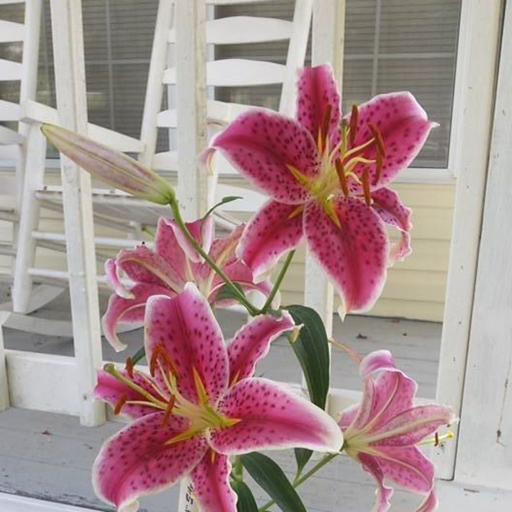 Meet your Posher, Stella